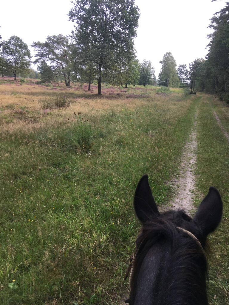 Mit den Pferden durch die Heide