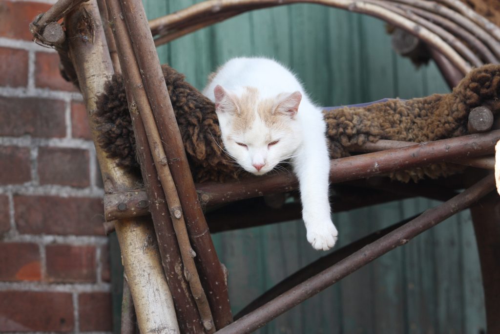 Fest-auf-dem-Mühlenhof-2009-Gabi-232-1024x683