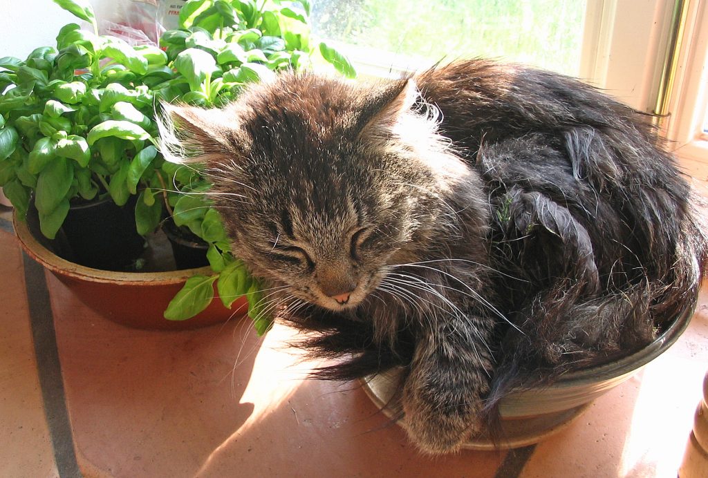 Mühlenhof-Sommer-06-040-1024x692